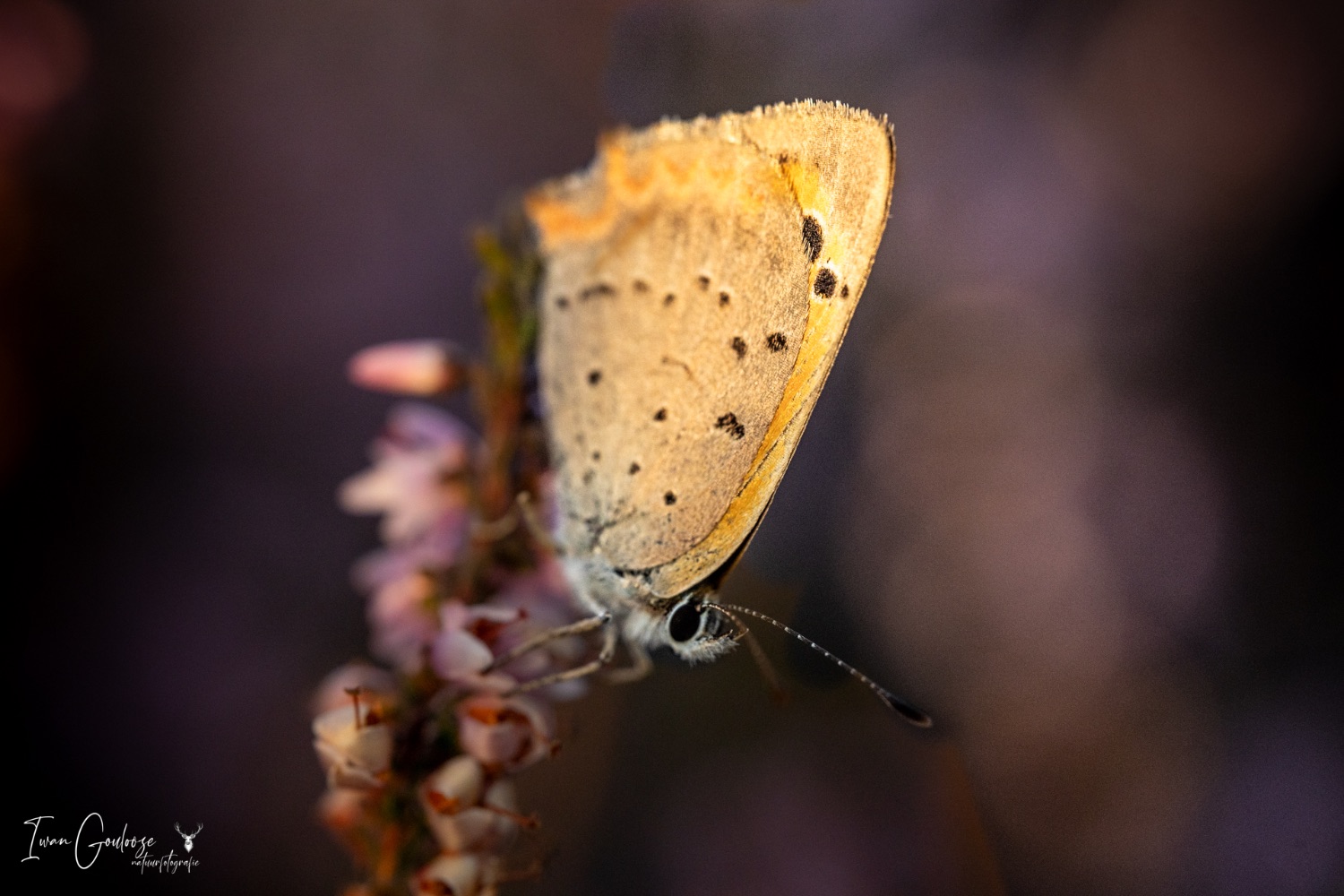 03 september 2023 194959  R2A6610